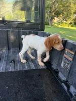 Red , a female Brittany for sale in Bethany, MO – 10 of 10