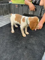 Torq, a female Brittany for sale in Bethany, MO – 8 of 9