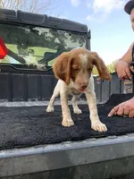 Torq, a female Brittany for sale in Bethany, MO – 9 of 9