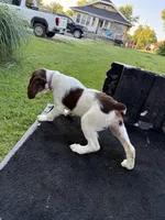 Pink, a female Brittany for sale in Bethany, MO – 8 of 10