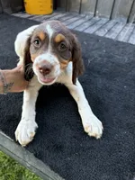 Pink, a female Brittany for sale in Bethany, MO – 2 of 10