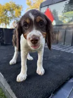 Pink, a female Brittany for sale in Bethany, MO – 7 of 10