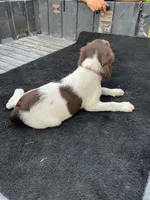 Pink, a female Brittany for sale in Bethany, MO – 6 of 10