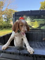 Torq, a female Brittany for sale in Bethany, MO – 5 of 9