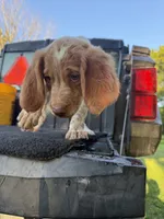 Red , a female Brittany for sale in Bethany, MO – 6 of 10