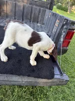 Pink, a female Brittany for sale in Bethany, MO – 10 of 10