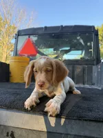 Purple, a female Brittany for sale in Bethany, MO – 7 of 9