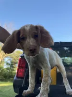 Red , a female Brittany for sale in Bethany, MO – 4 of 10