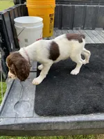 Pink, a female Brittany for sale in Bethany, MO – 4 of 10