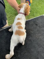 Red , a female Brittany for sale in Bethany, MO – 7 of 10