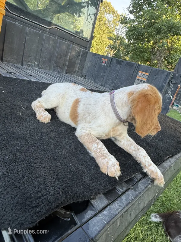 Purple – Brittany puppy for sale in Bethany, MO