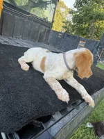 Purple, a female Brittany for sale in Bethany, MO – 1 of 9