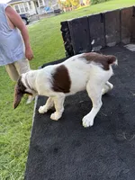 Pink, a female Brittany for sale in Bethany, MO – 9 of 10