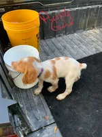 Purple, a female Brittany for sale in Bethany, MO – 2 of 9