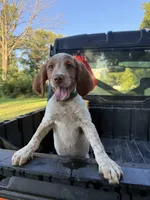 Torq, a female Brittany for sale in Bethany, MO – 7 of 9