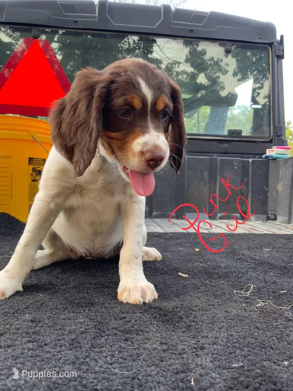 Pink – Brittany puppy for sale in Bethany, MO