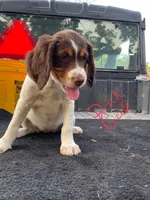 Pink, a female Brittany for sale in Bethany, MO – 1 of 10