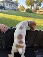 Red , a female Brittany for sale in Bethany, MO – 2 of 10