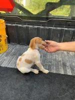 Purple, a female Brittany for sale in Bethany, MO – 4 of 9