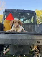 Purple, a female Brittany for sale in Bethany, MO – 5 of 9