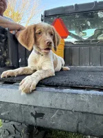 Purple, a female Brittany for sale in Bethany, MO – 9 of 9
