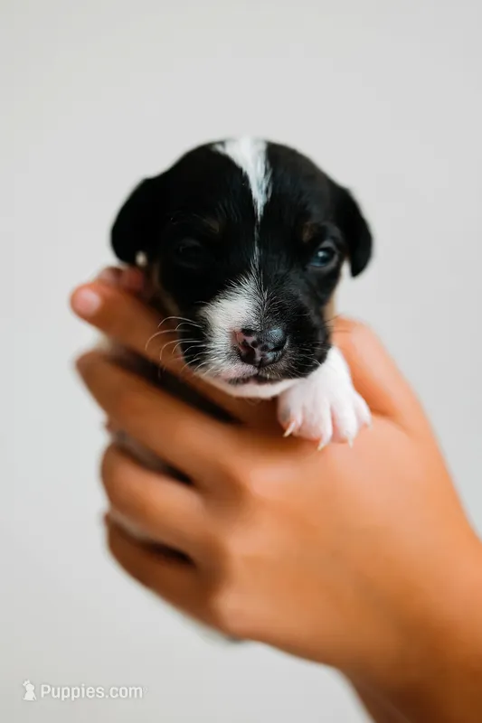 Boss – Jack Russell Terrier puppy for sale in Deridder, LA