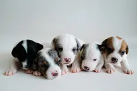 Blaise, a male Jack Russell Terrier for sale in Deridder, LA – 8 of 10