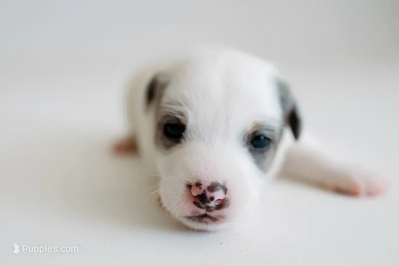 Jack Russell Terrier Puppies For Sale in Louisiana | Puppies.com