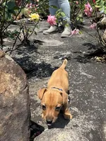 Sammy, a male Jack Russell Terrier for sale in Deridder, LA – Photo 6 of 7