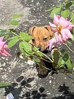Sammy, a male Jack Russell Terrier for sale in Deridder, LA – Photo 3 of 7
