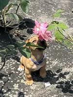 Sammy, a male Jack Russell Terrier for sale in Deridder, LA – Photo 2 of 7