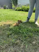 Sammy, a male Jack Russell Terrier for sale in Deridder, LA – Photo 7 of 7