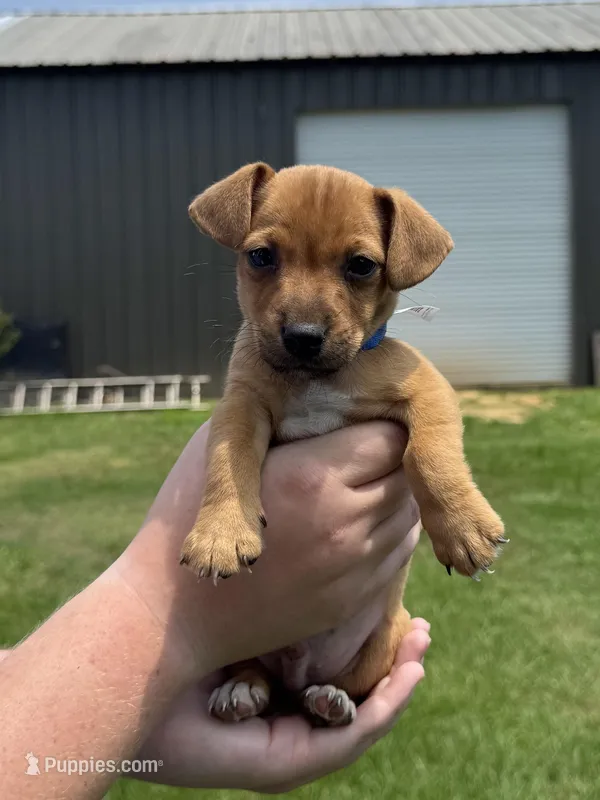 Sammy – Jack Russell Terrier puppy for sale in Deridder, LA