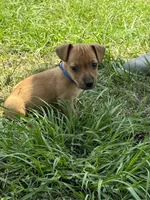Sammy, a male Jack Russell Terrier for sale in Deridder, LA – Photo 5 of 7