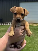 Sammy, a male Jack Russell Terrier for sale in Deridder, LA – Photo 4 of 7