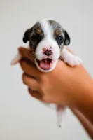 Blaise, a male Jack Russell Terrier for sale in Deridder, LA – 7 of 10