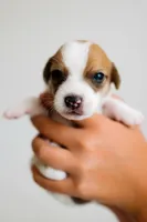 Rosie, a female Jack Russell Terrier for sale in Deridder, LA – 6 of 9