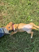Rory, a female Jack Russell Terrier for sale in Deridder, LA – Photo 7 of 8