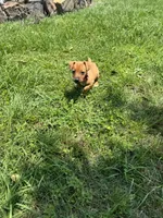 Rory, a female Jack Russell Terrier for sale in Deridder, LA – Photo 8 of 8