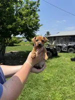 Rory, a female Jack Russell Terrier for sale in Deridder, LA – Photo 6 of 8