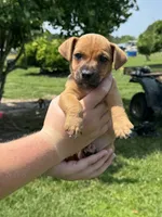Rory, a female Jack Russell Terrier for sale in Deridder, LA – Photo 4 of 8