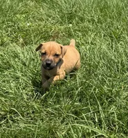 Rory, a female Jack Russell Terrier for sale in Deridder, LA – Photo 2 of 8