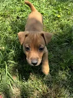 Rory, a female Jack Russell Terrier for sale in Deridder, LA – Photo 5 of 8