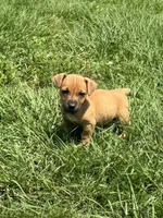 Rory, a female Jack Russell Terrier for sale in Deridder, LA – Photo 3 of 8