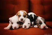 Blaise, a male Jack Russell Terrier for sale in Deridder, LA – 10 of 10