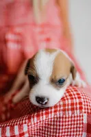 Rosie, a female Jack Russell Terrier for sale in Deridder, LA – 7 of 9