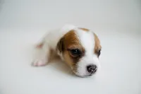 Rosie, a female Jack Russell Terrier for sale in Deridder, LA – 2 of 9