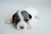 Blaise, a male Jack Russell Terrier for sale in Deridder, LA – 3 of 10