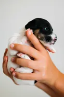 Blaise, a male Jack Russell Terrier for sale in Deridder, LA – 6 of 10