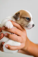 Rosie, a female Jack Russell Terrier for sale in Deridder, LA – 5 of 9